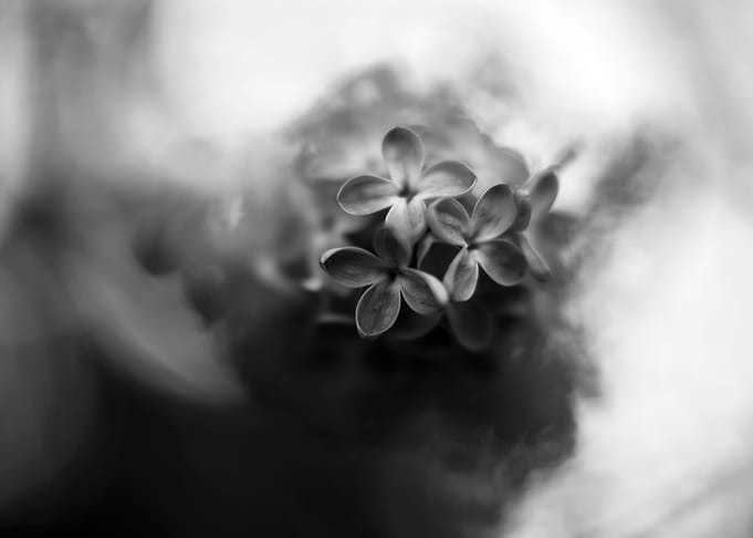 Lilac Black and White