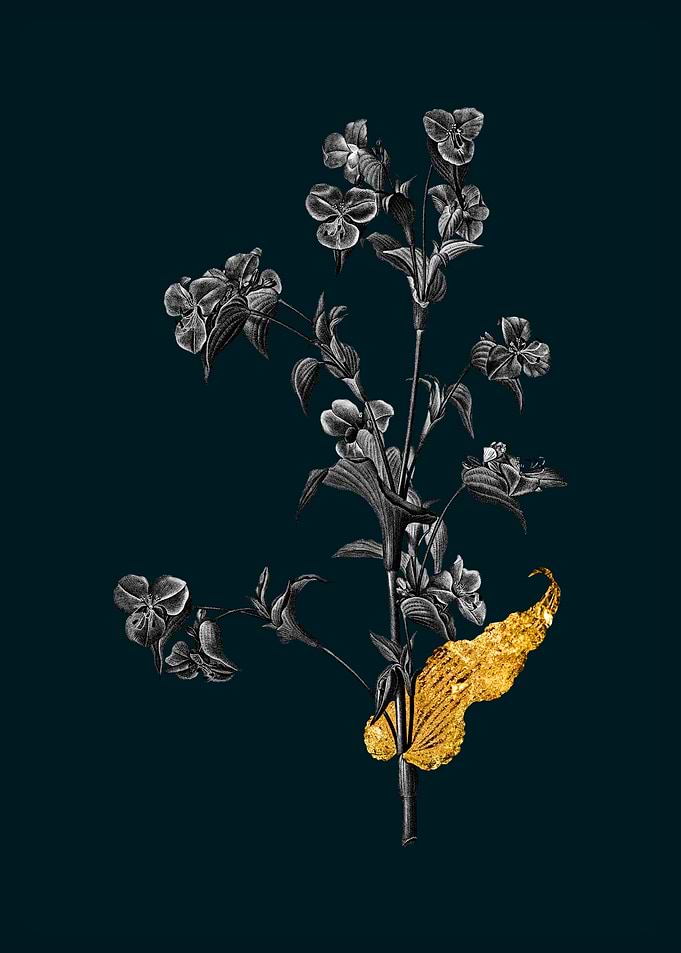 Teal and Gold Commelina