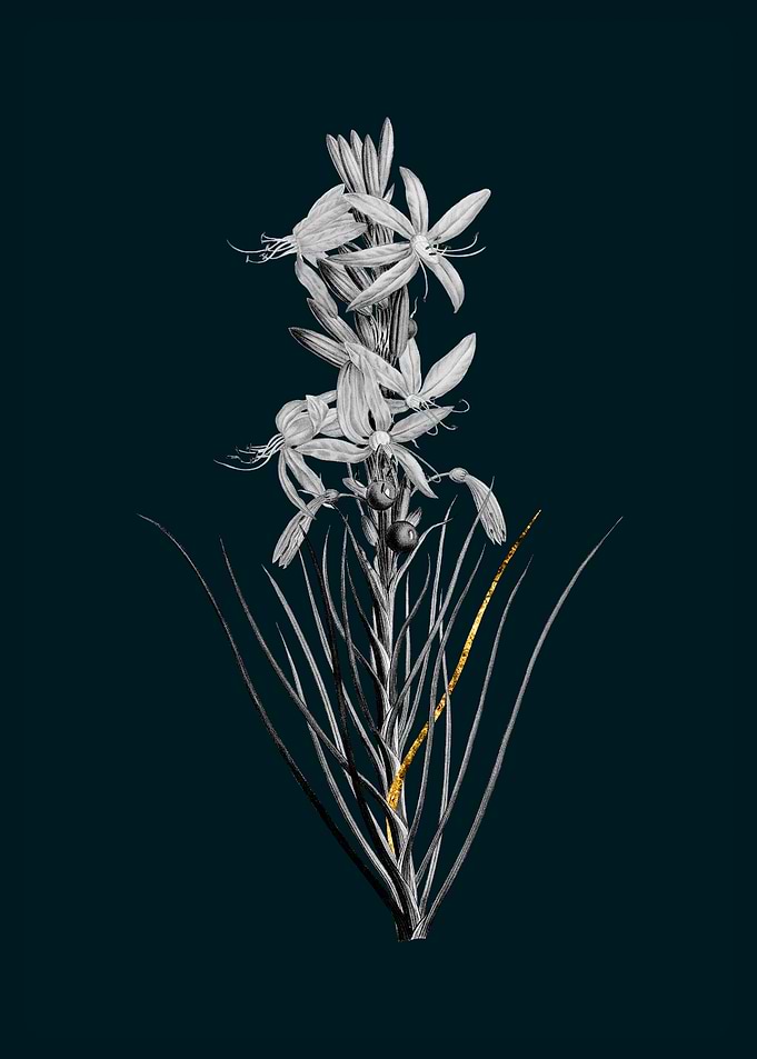 Teal and Gold Asphodel