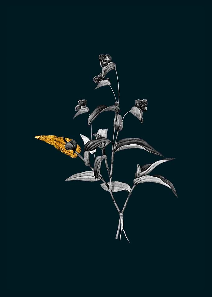 Teal and Gold Spiderwort