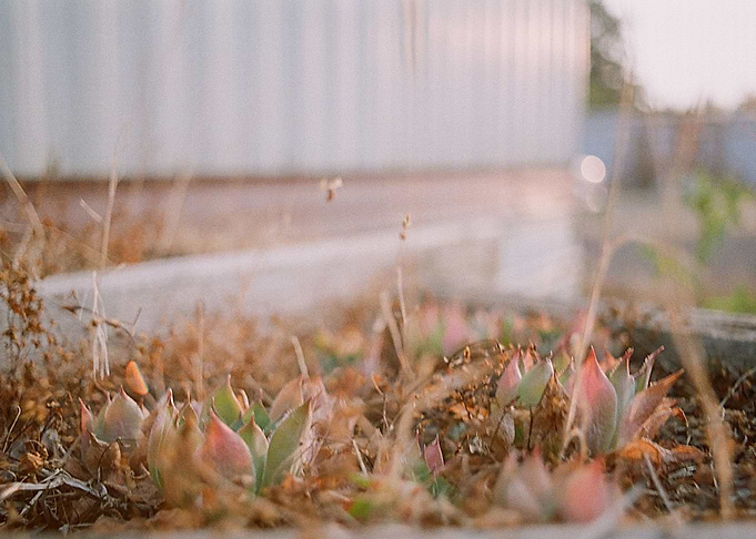 Succulent Sunset