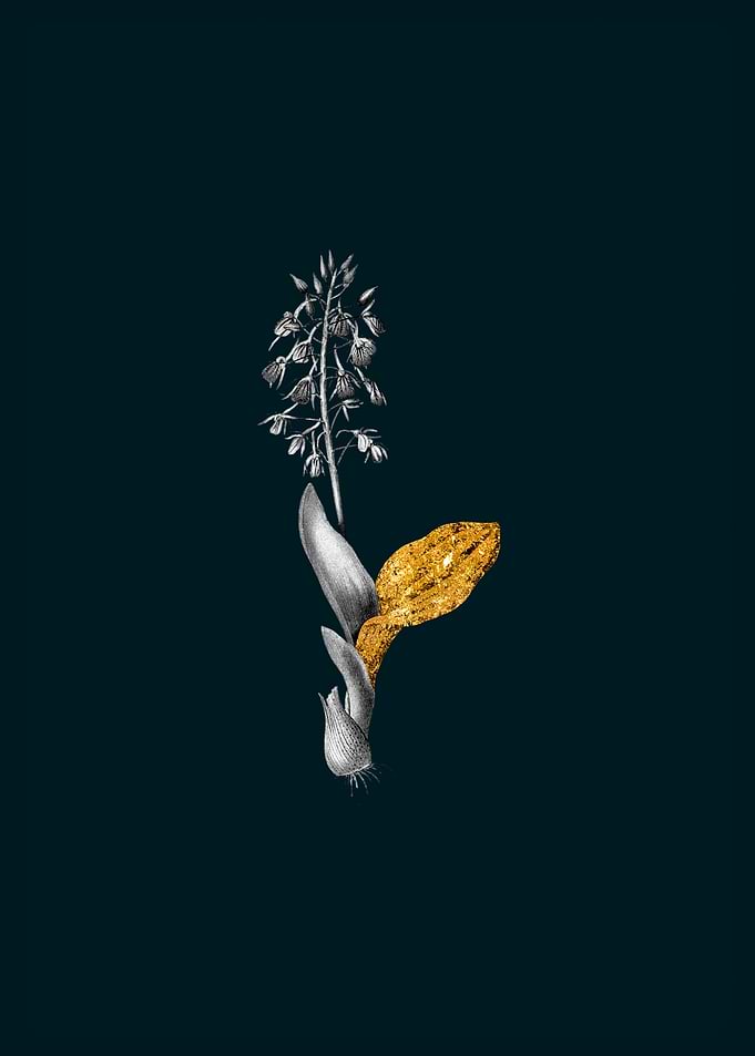 Teal Gold Widelip Orchid