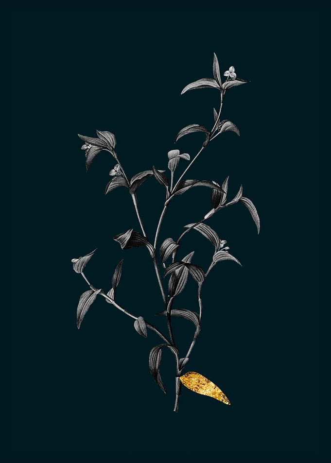 Teal and Gold Commelina