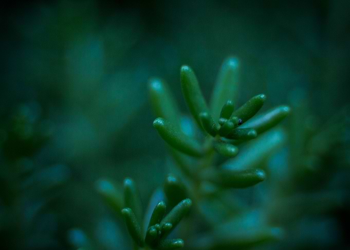 Close part of nature