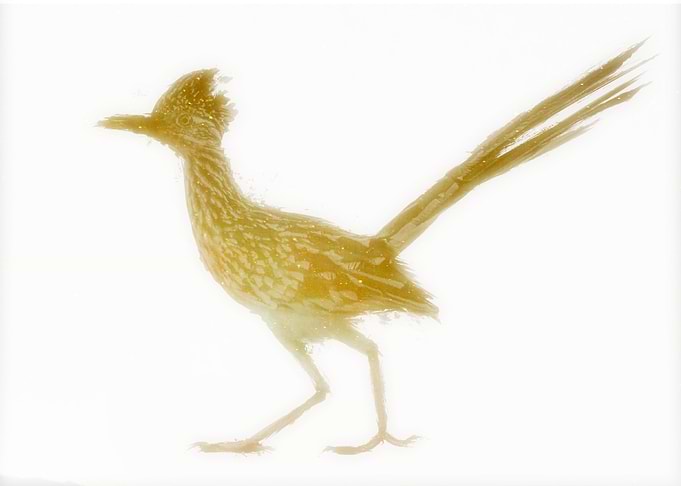 Yellow Brown Roadrunner