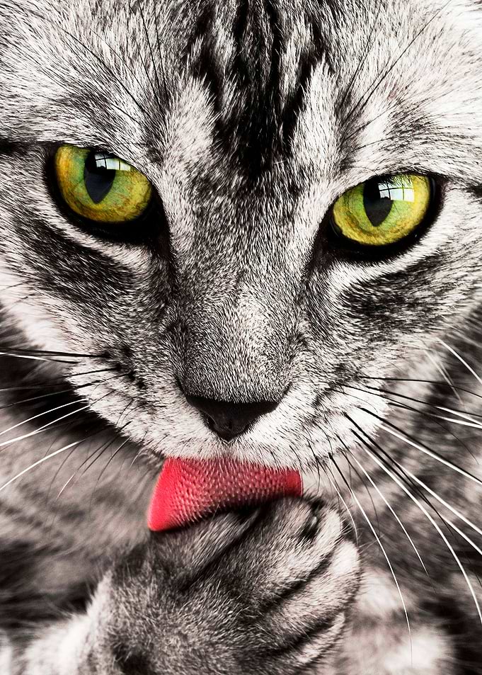 cute cat green eyes poster