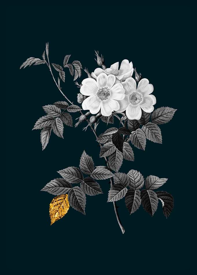 Teal and Gold White Rose