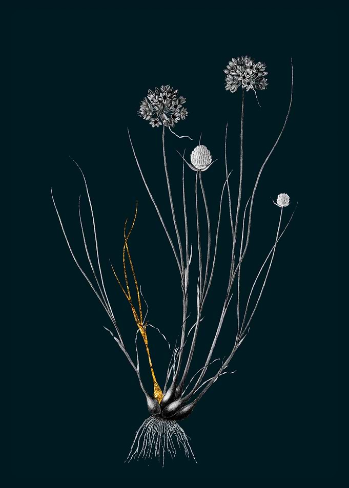 Teal and Gold Allium