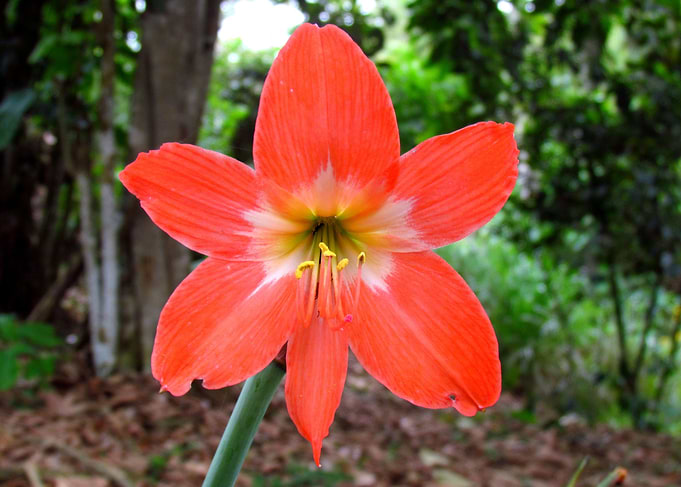 beautiful flower