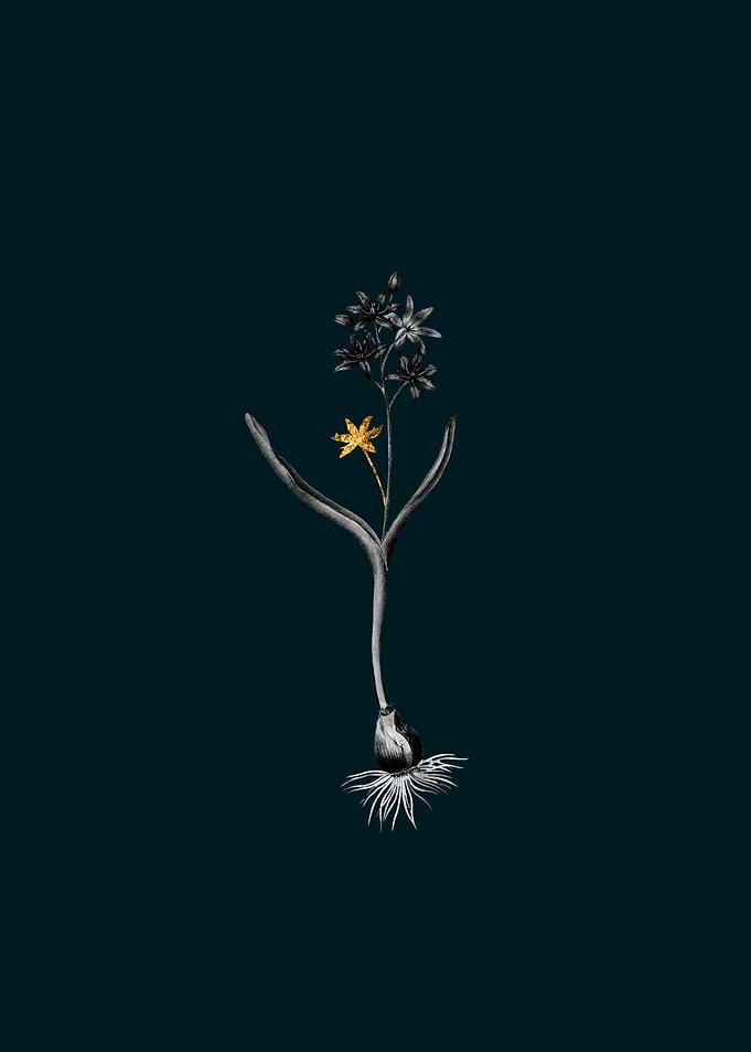Teal and Gold Squill
