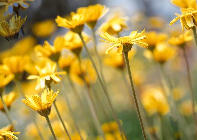 Yellow Dreams