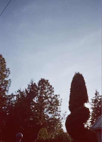 Topiary Rising
