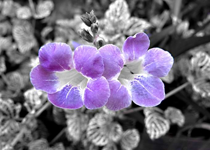 Garden flowers