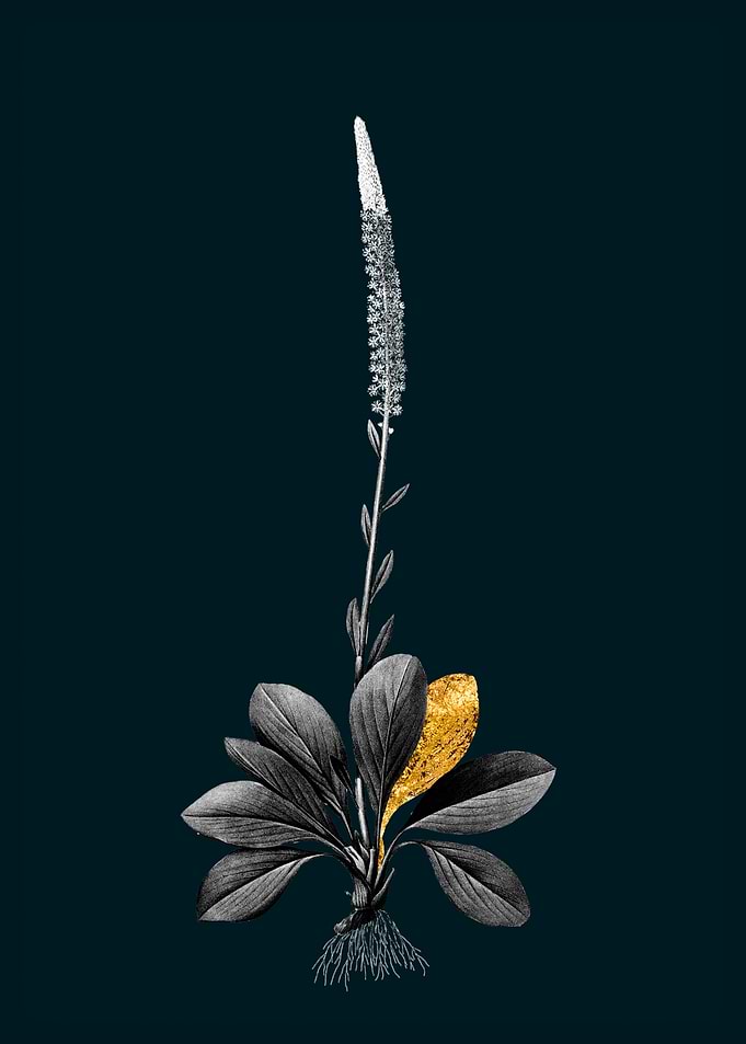 Teal and Gold Blazing Star
