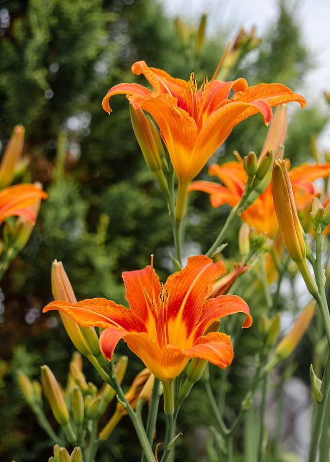 Orange flower