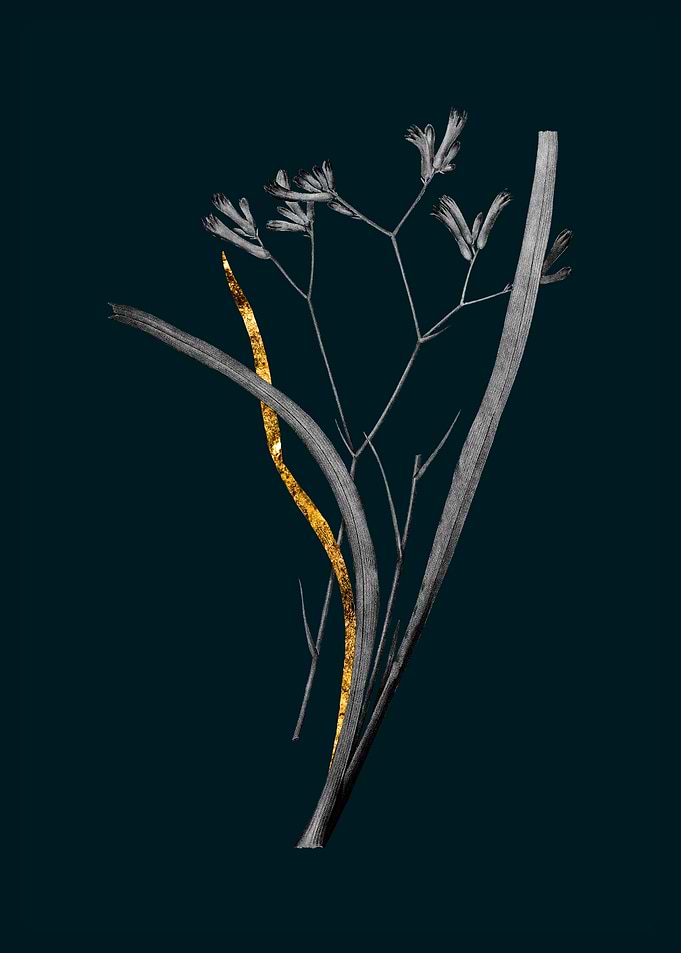 Teal and Gold Anigozanthos