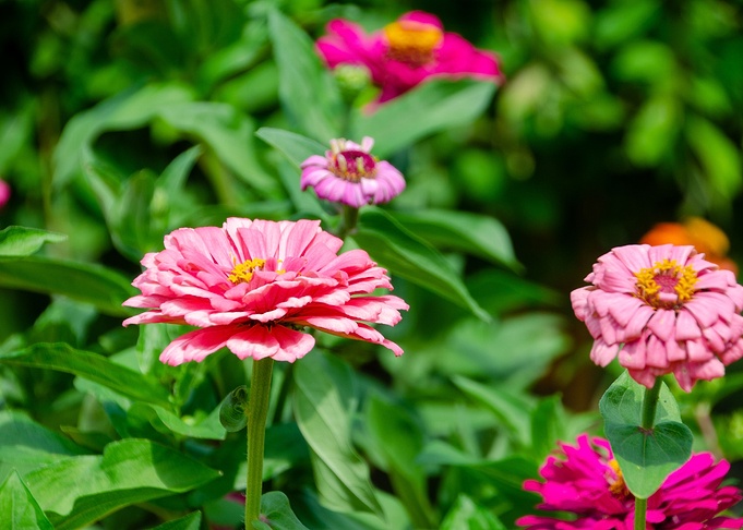 some flowers