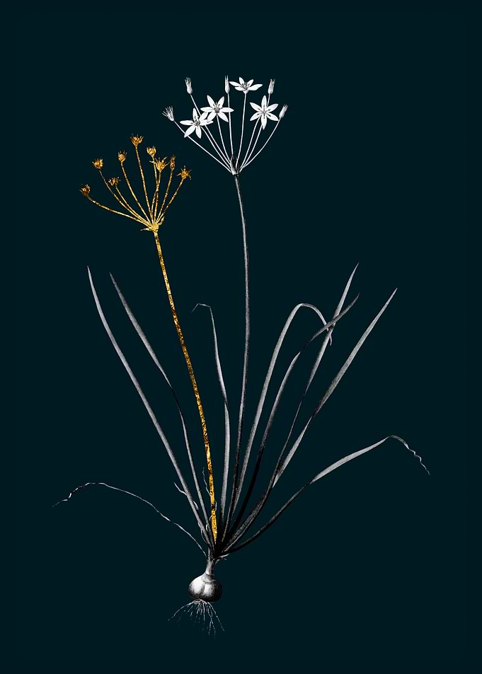 Teal and Gold Allium