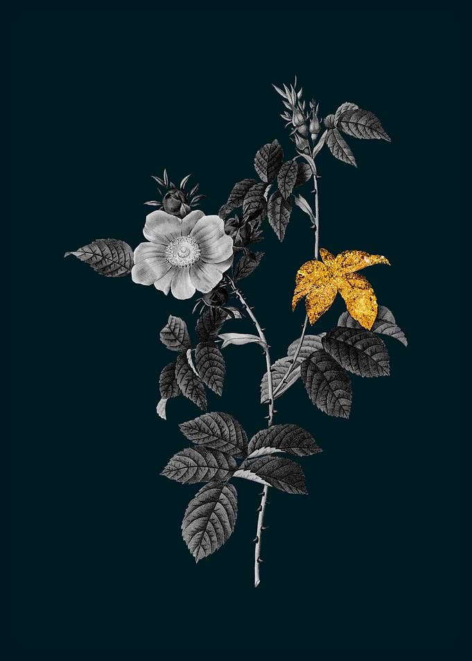 Teal and Gold Dog Rose