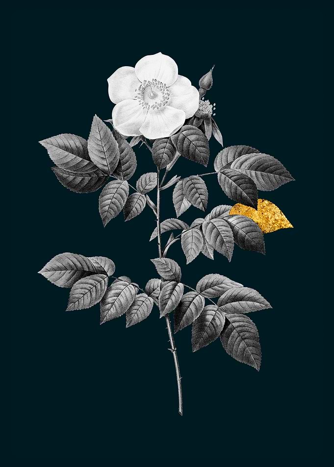 Teal Gold Leschenault Rose