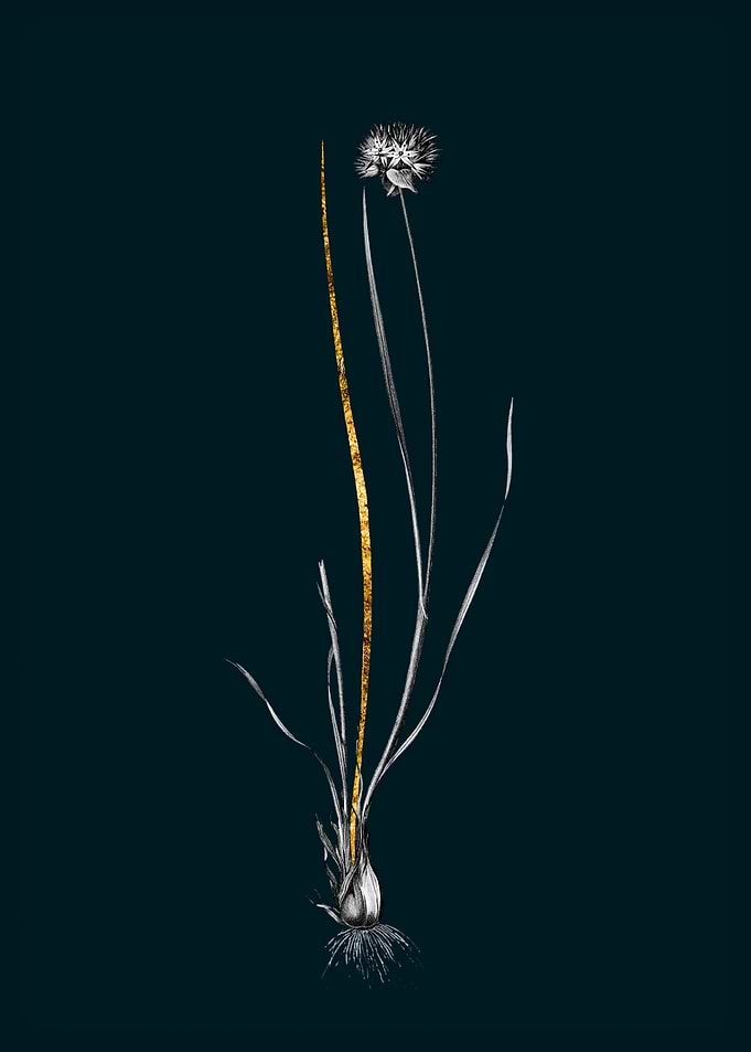 Teal and Gold Allium