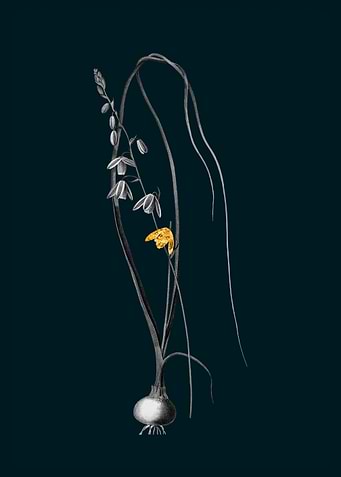 Teal and Gold Albuca