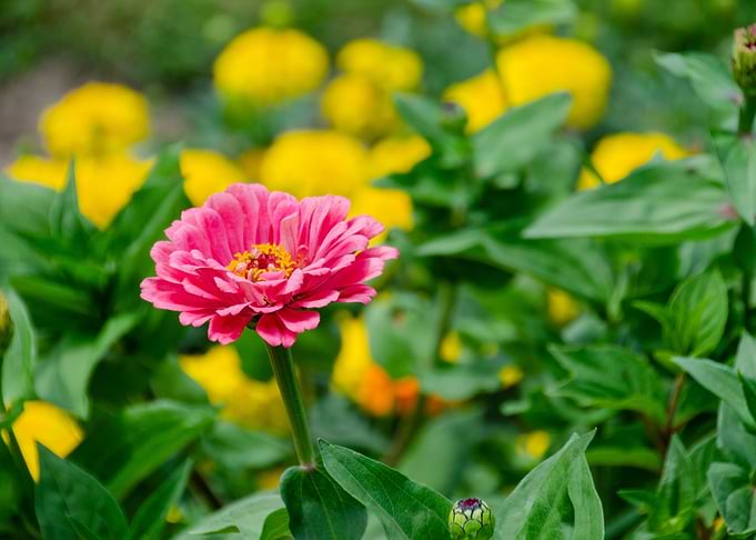pink flower