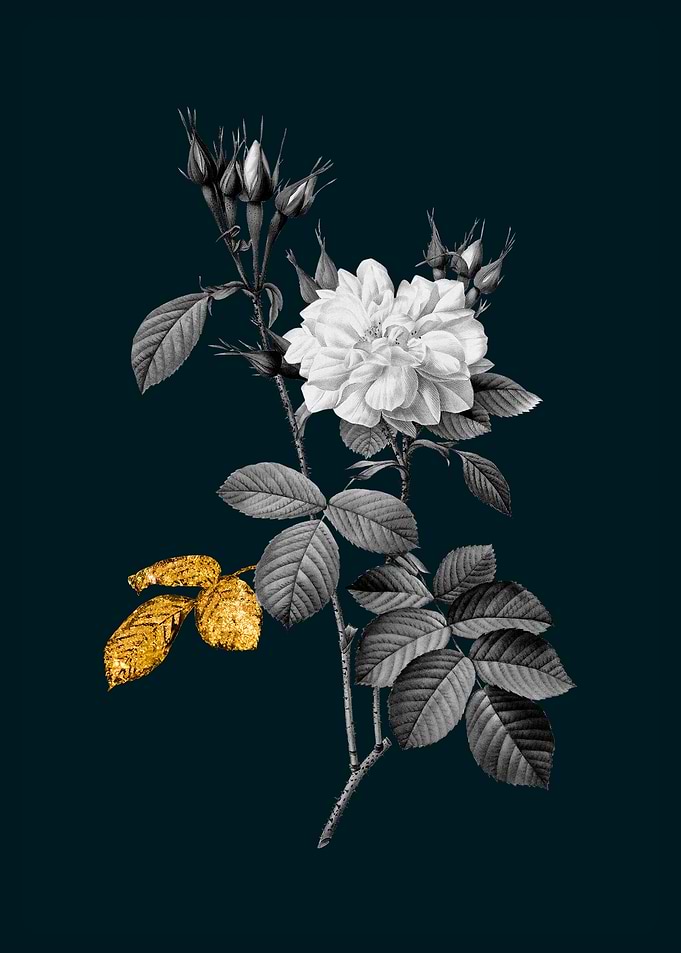 Teal and Gold Damask Rose