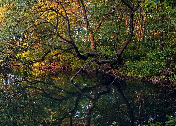 Tree on the shore of lake