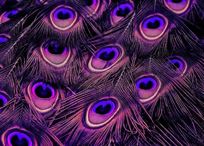 Peacock Feather purple
