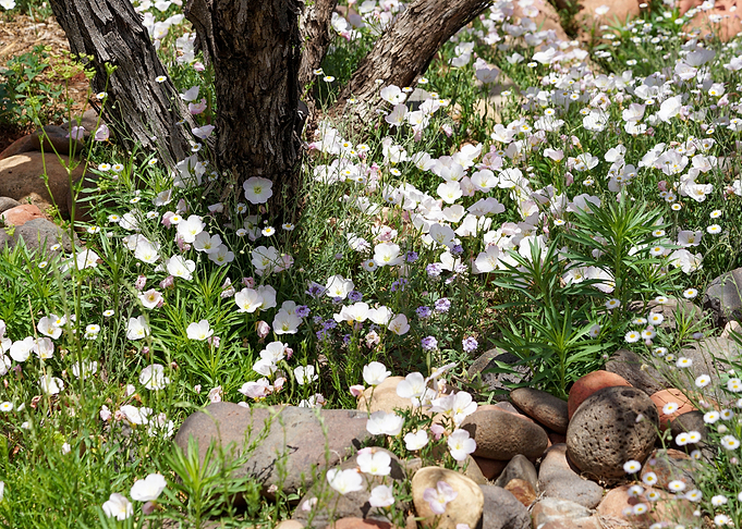 Wildflowers
