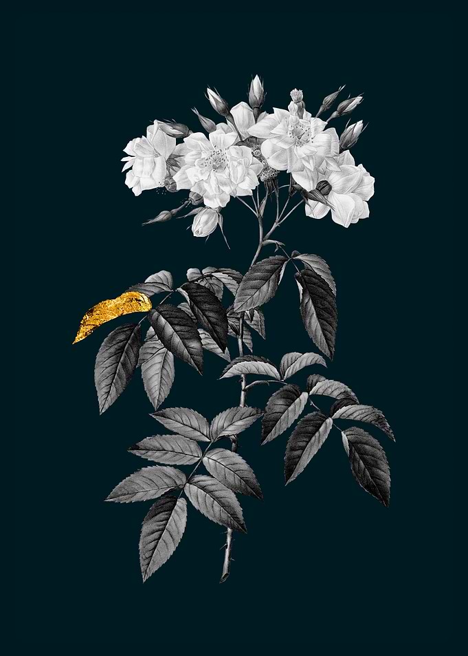 Teal and Gold Musk Rose