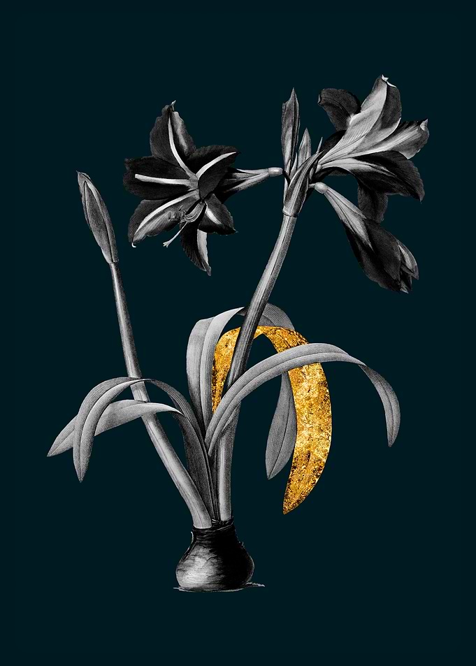 Teal and Gold Amaryllis