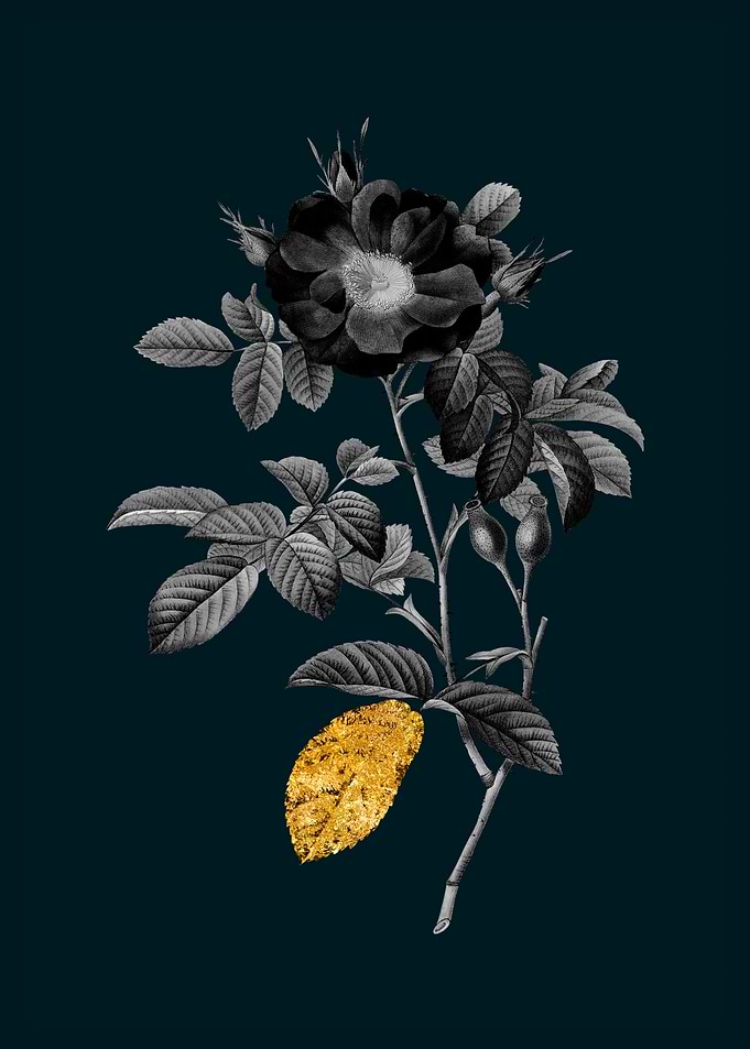 Teal Gold Portland Rose
