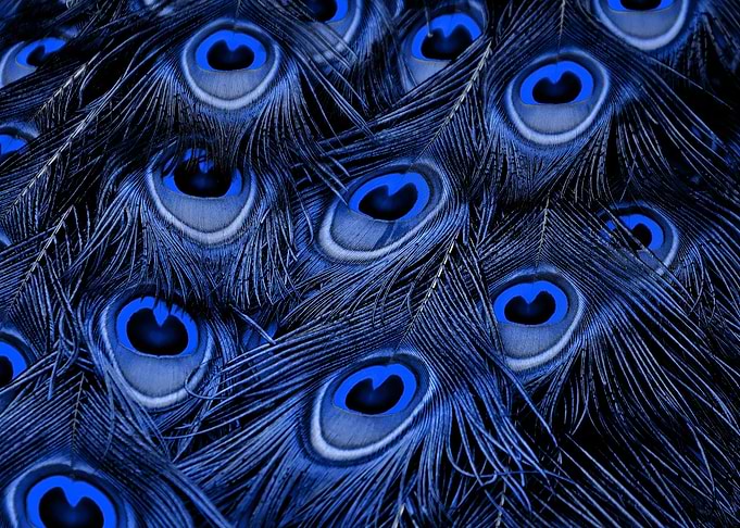 Peacock Feather blue
