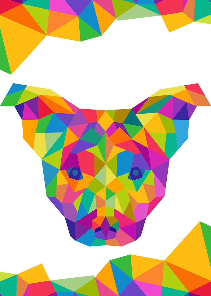 Dog Geometric Color