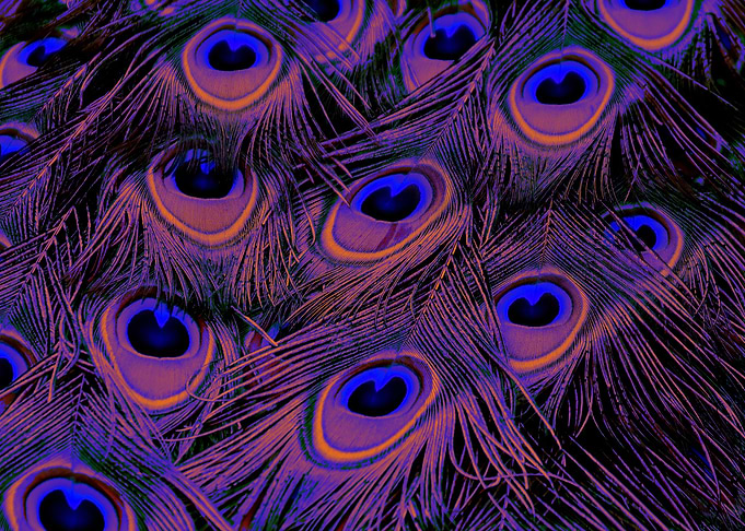Peacock Feather blueorange
