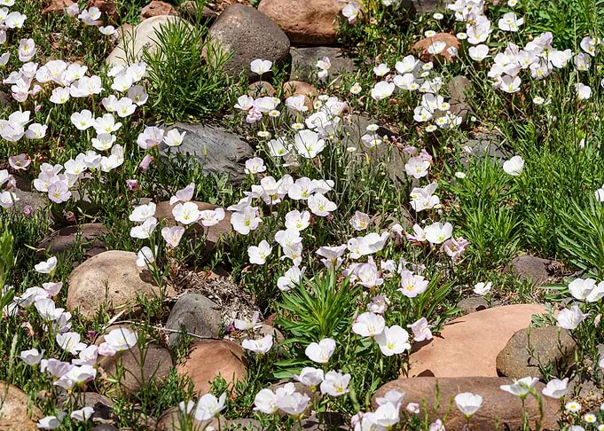 Blooms Rock