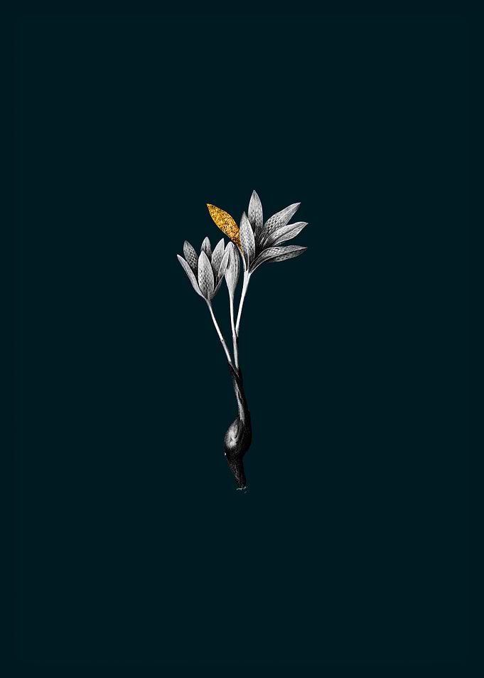 Teal and Gold Crocus
