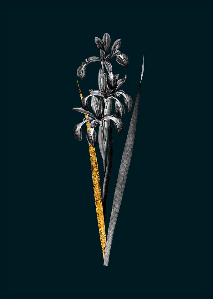 Teal and Gold Blue Iris