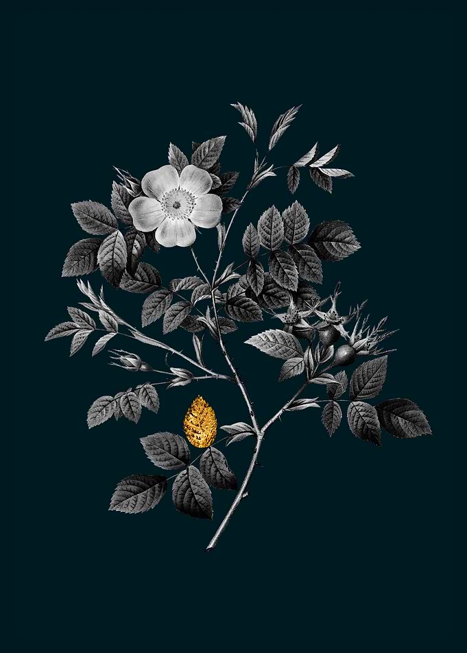 Teal and Gold Malmedy Rose