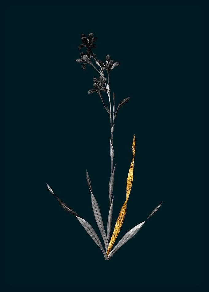 Teal and Gold Bugle Lily