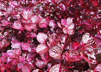 Leaves mosaic