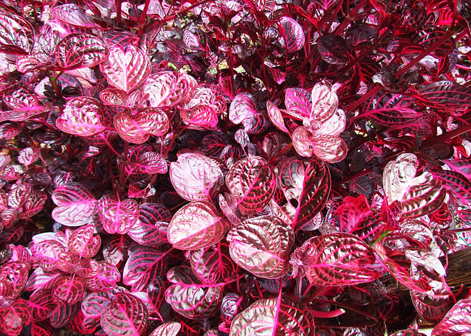 Leaves mosaic