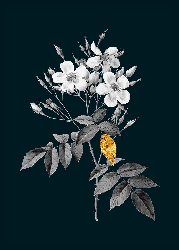 Teal and Gold Musk Rose