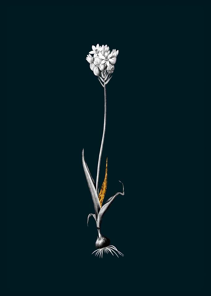 Teal Gold Chincherinchee