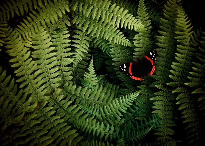 The red admiral