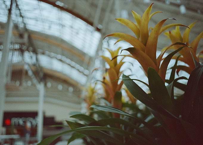 Authentic Aesthetics