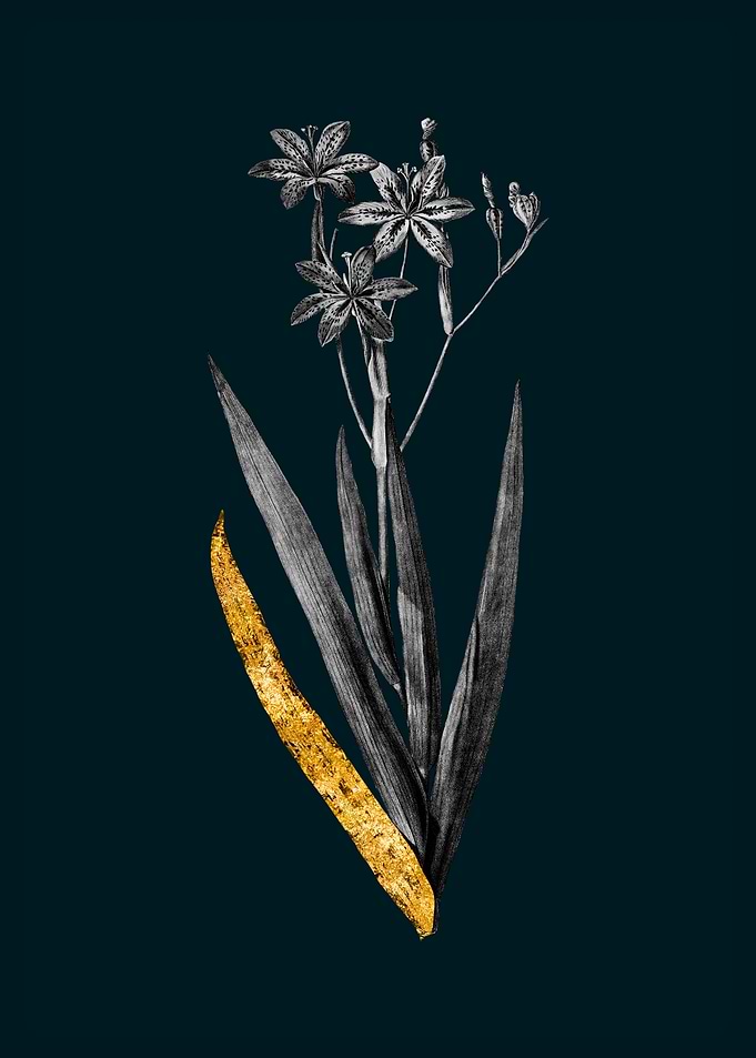 Teal and Gold Lily