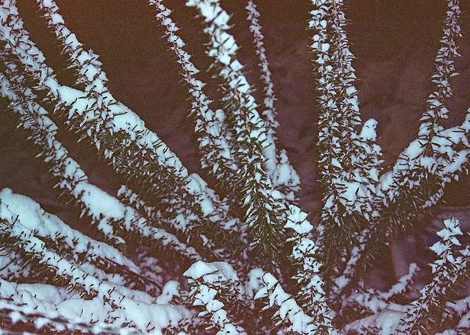 Overwintering 3